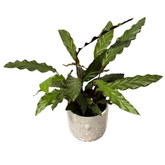 Calathea Rufibarba – Ghiveci Ceramic, H40 cm