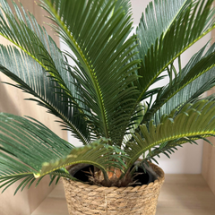 Cycas natural - Palmier Sagotier Revoluta