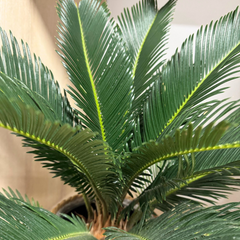 Cycas natural - Palmier Sagotier Revoluta