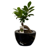 Ficus Ginseng – Bonsai H40 cm