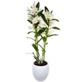 Orhidee Dendrobium Nobile