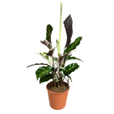 Calathea White Fusion