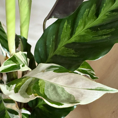 Calathea White Fusion