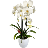 Orhidee Phalaenopsis Cascadă în ghiveci ceramic