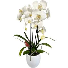 Orhidee Phalaenopsis Cascadă în ghiveci ceramic