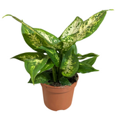 Dieffenbachia 30 cm
