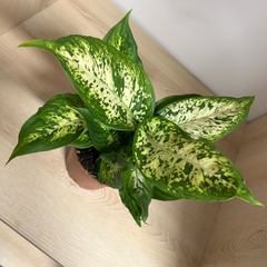 Dieffenbachia 30 cm
