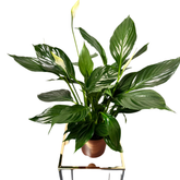 Spathiphyllum – Crinul păcii H60 cm