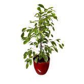 Ficus Benjamina in ghiveci ceramic, H 90-100 cm