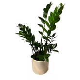 ZZ Plant – Zamioculcas zamiifolia în ghiveci ceramic H100