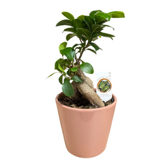 Ficus Ginseng – Bonsai