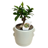 Ficus Ginseng – Bonsai