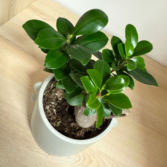 Ficus Ginseng – Bonsai