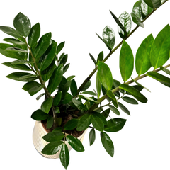 ZZ Plant – Zamioculcas zamiifolia în ghiveci ceramic H100