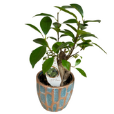 Ficus Ginseng – Bonsai