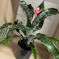 Aechmea Fasciata – Bromelia