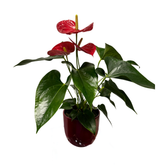 Anthurium – Plantă decorativă cu flori, H50 cm, în ghiveci ceramic