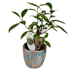 Ficus Ginseng – Bonsai