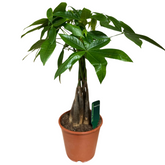 Pachira Aquatica - Arborele banilor 60-70 cm