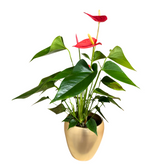 Anthurium în ghiveci ceramic