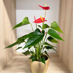Anthurium în ghiveci ceramic