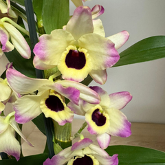 Orhidee Dendrobium