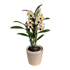 Orhidee Dendrobium