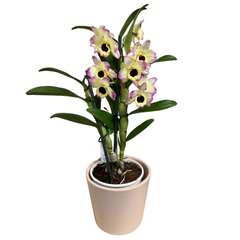 Orhidee Dendrobium