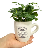Arbore de cafea Coffea Arabica în cană decorativă