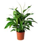 Spathiphyllum – Crinul păcii H80