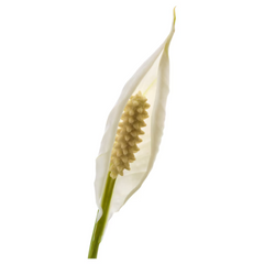 Spathiphyllum – Crinul păcii H60 cm