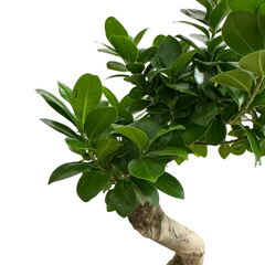 Ficus Ginseng – Bonsai 80 cm