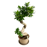 Ficus Ginseng – Bonsai 80 cm