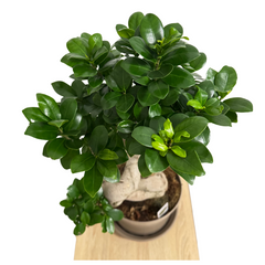 Ficus Ginseng – Bonsai 80 cm