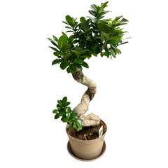 Ficus Ginseng – Bonsai 80 cm