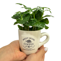 Arbore de cafea Coffea Arabica în cană decorativă