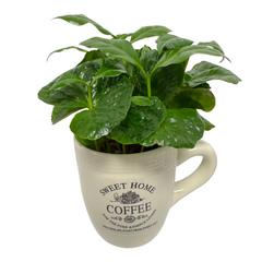 Arbore de cafea Coffea Arabica în cană decorativă