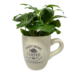 Arbore de cafea Coffea Arabica în cană decorativă