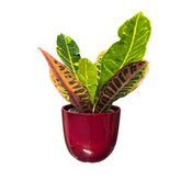 Croton Codiaeum Variegatum Petra 35 cm