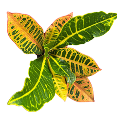 Croton Codiaeum Variegatum Petra 35 cm