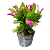 Craciunita Schlumbergera - cactusul care infloreste de Craciun H30