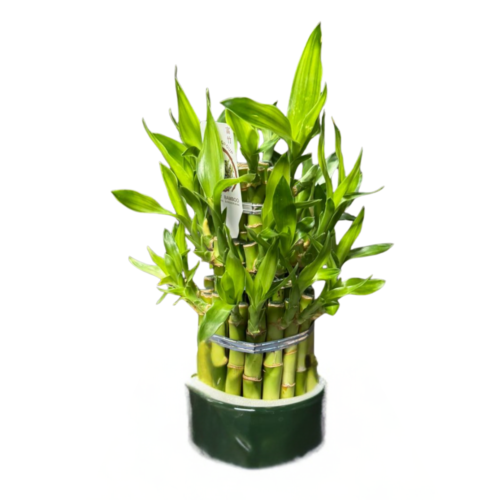Lucky bamboo in vas ceramic