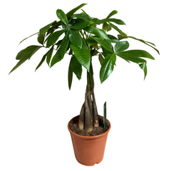 Pachira Aquatica - Arborele banilor 60-70 cm