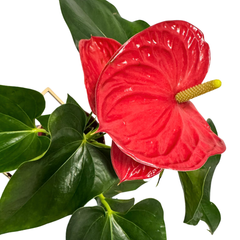 Spathiphyllum – Peace Lily
