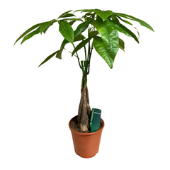 Pachira Aquatica - Arborele banilor 60-70 cm
