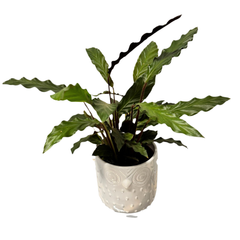 Calathea Rufibarba – Ghiveci Ceramic, H40 cm