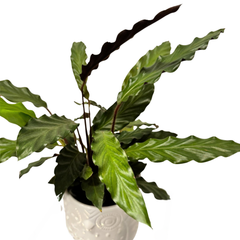 Calathea Rufibarba – Ghiveci Ceramic, H40 cm