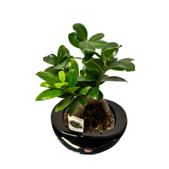 Ficus Ginseng – Bonsai H40 cm