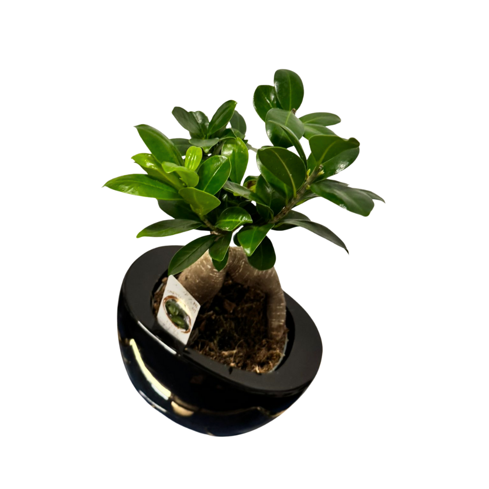 Ficus Ginseng – Bonsai H40 cm