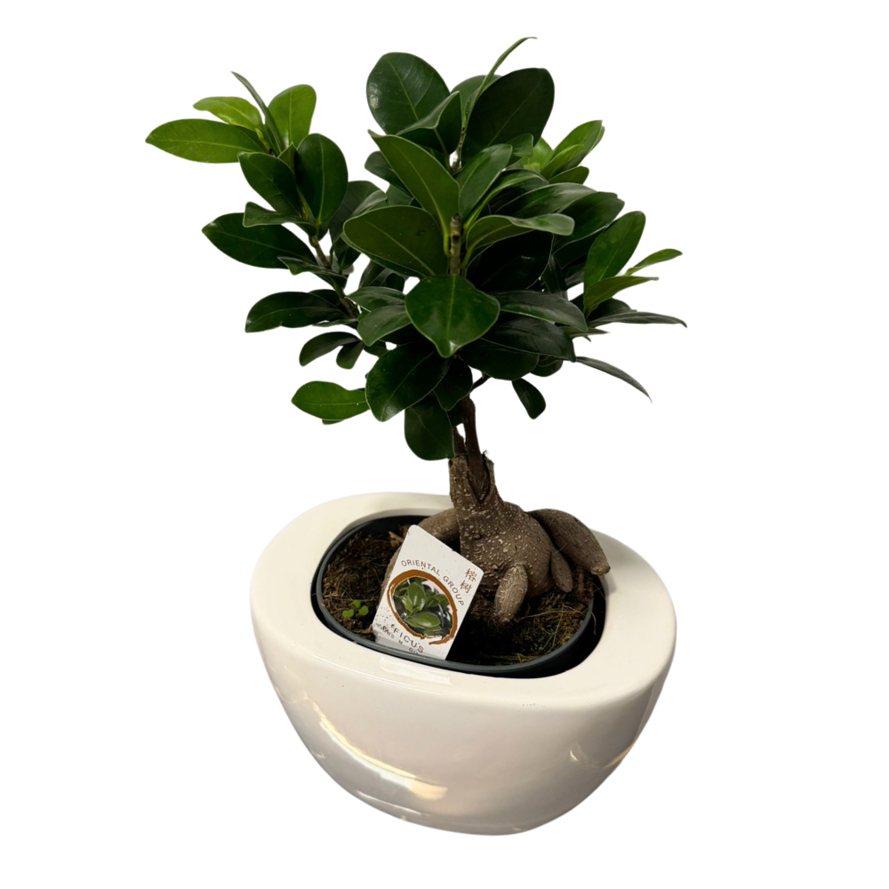 Ficus Ginseng – Bonsai H40 cm